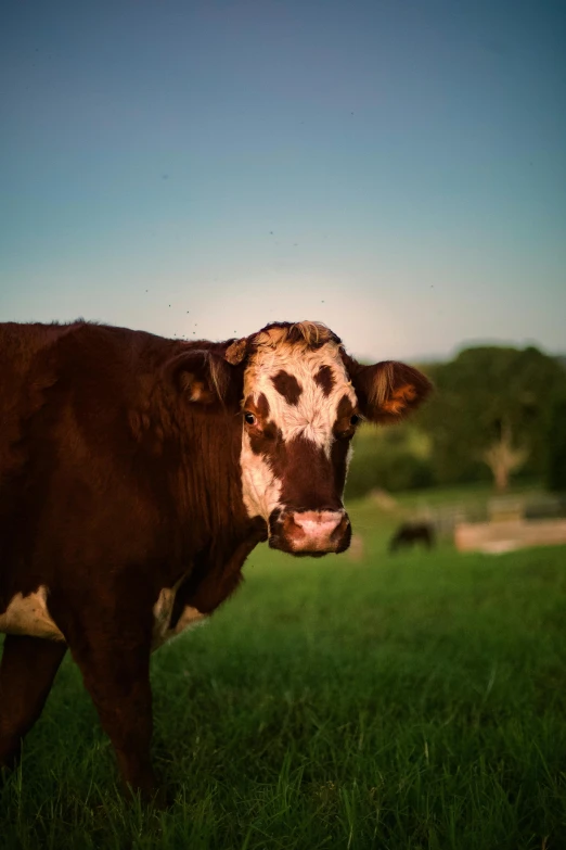 the cow is standing up in a green field