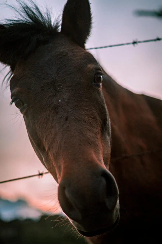 closeup of brown horse face with head in foreground