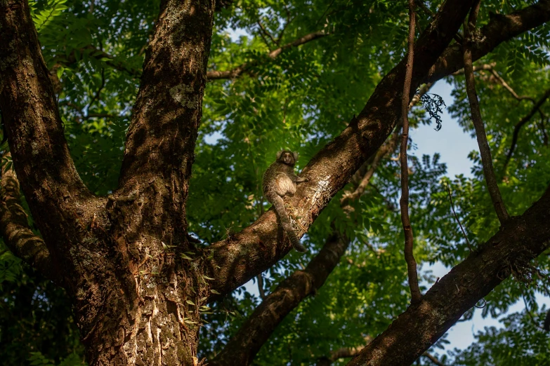an owl sitting in the center of a tree