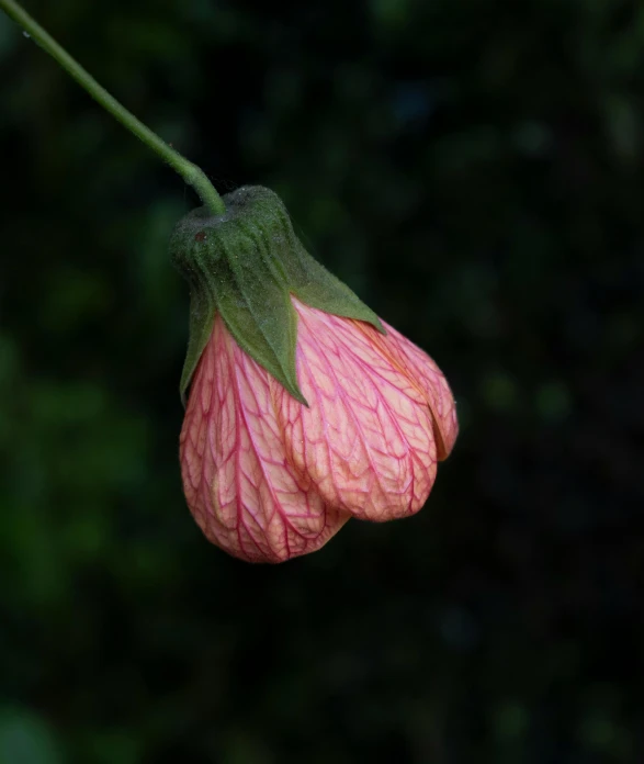 pink flower blooming on stalk in front of foliage