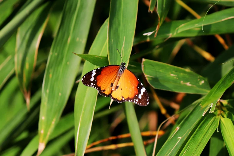 an orange erfly resting on top of green grass