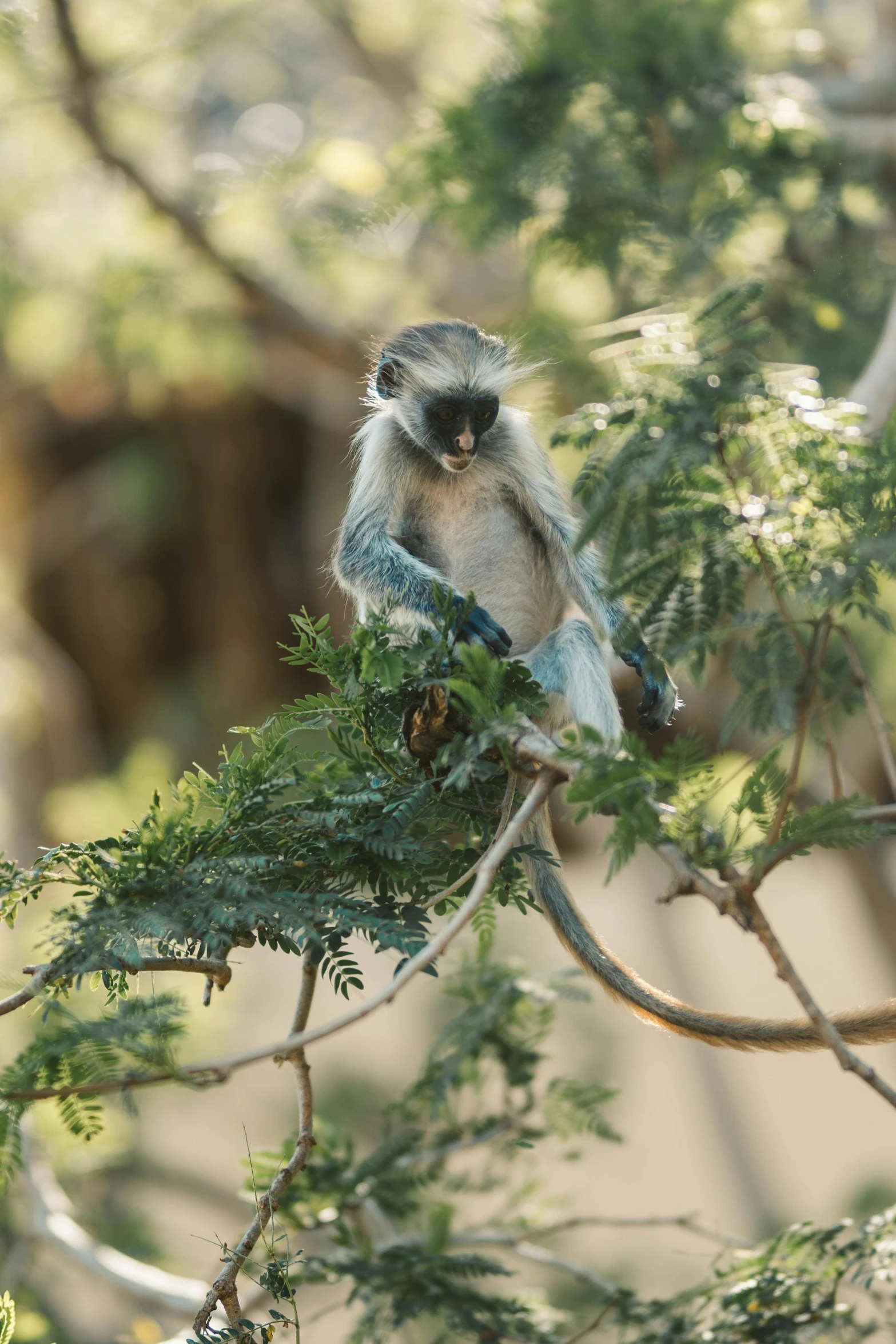 a small blue monkey sitting in a tree