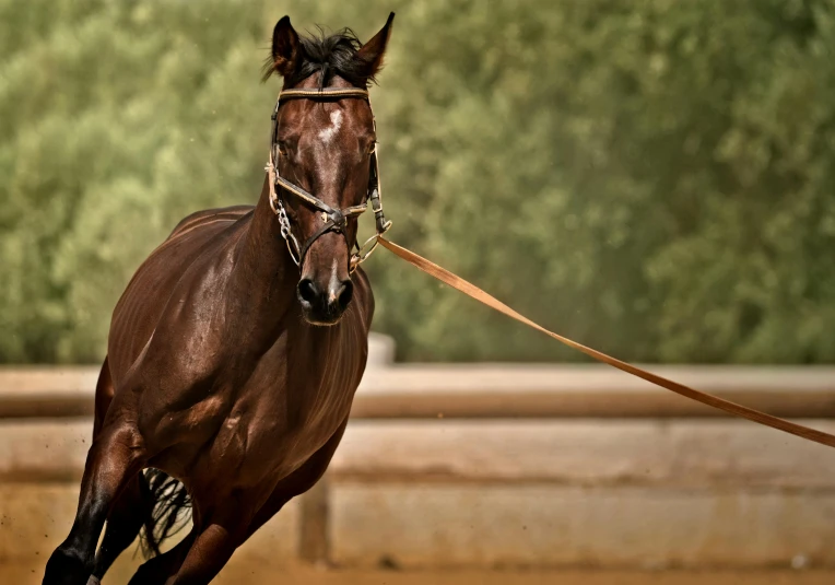 a dark brown horse with a lead rope around its neck