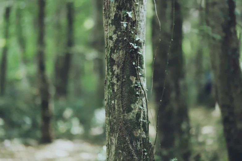 a picture of a tree in the woods