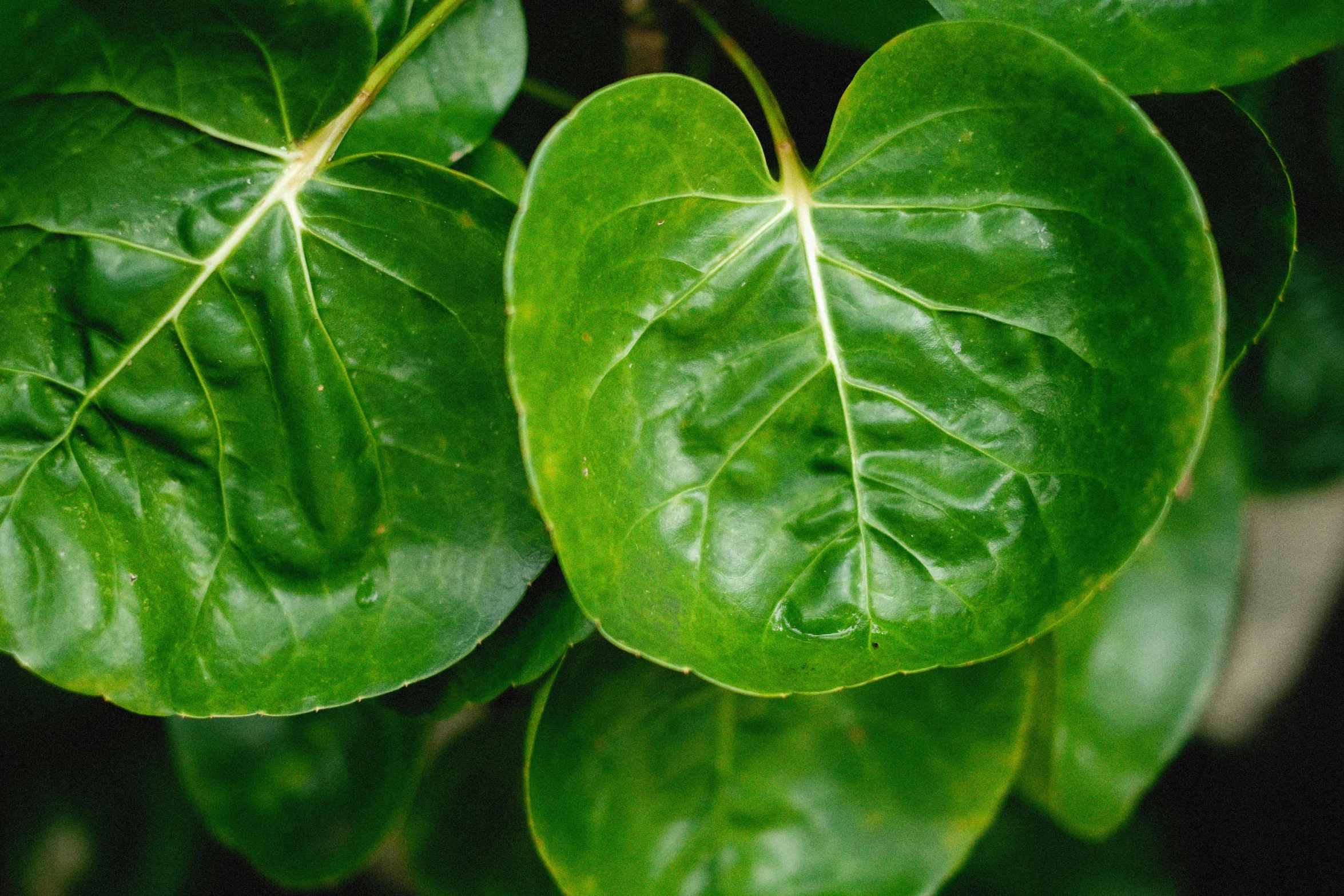 green leaves, a closeup image