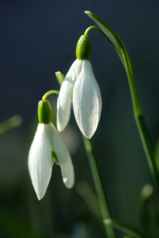 flowers that are blooming in the grass