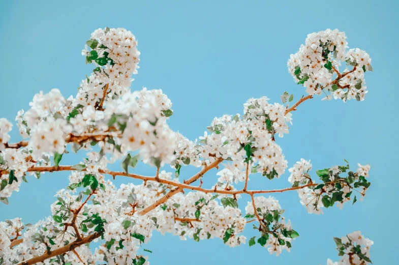 a group of flowering nches on a tree