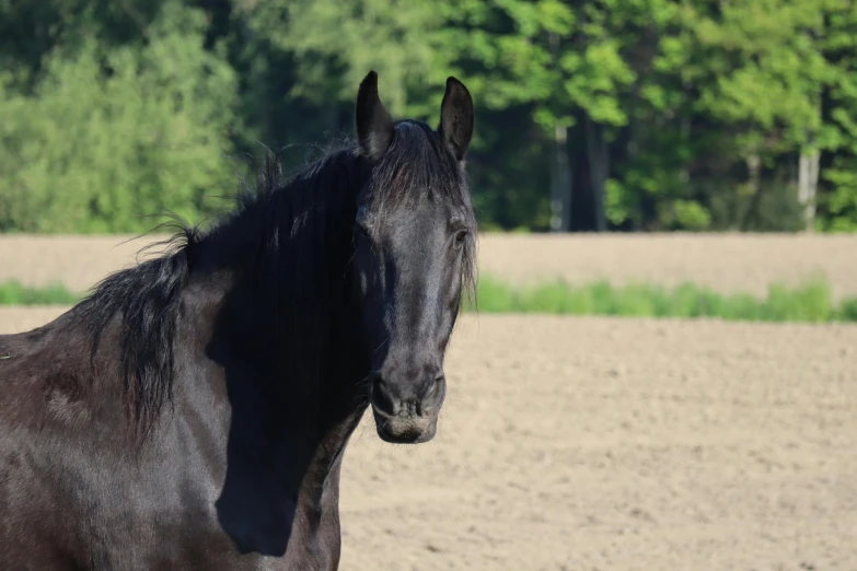 a black horse in the sun standing on a dirt field
