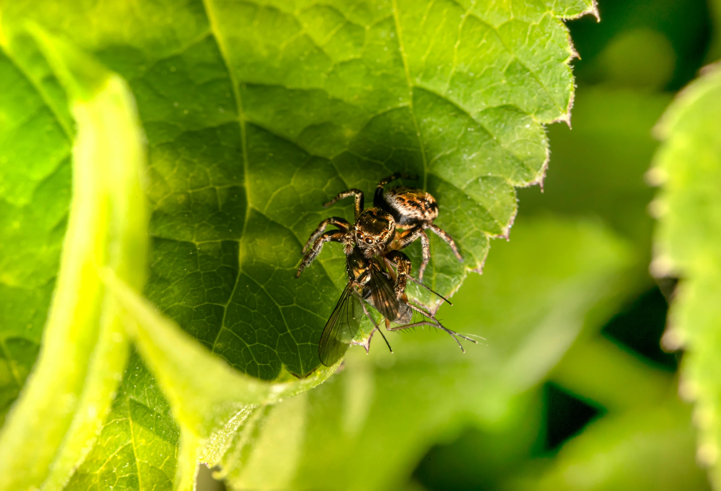 a close up view of a large spider with lots of black dots