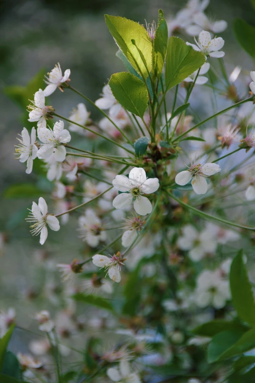 small flowers blooming in the springtime in the forest