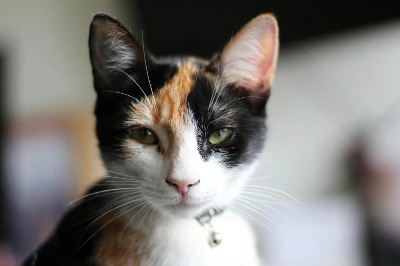 a close up of a calico cat's face with green eyes