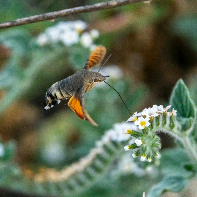 a humming bird in flight next to white flowers