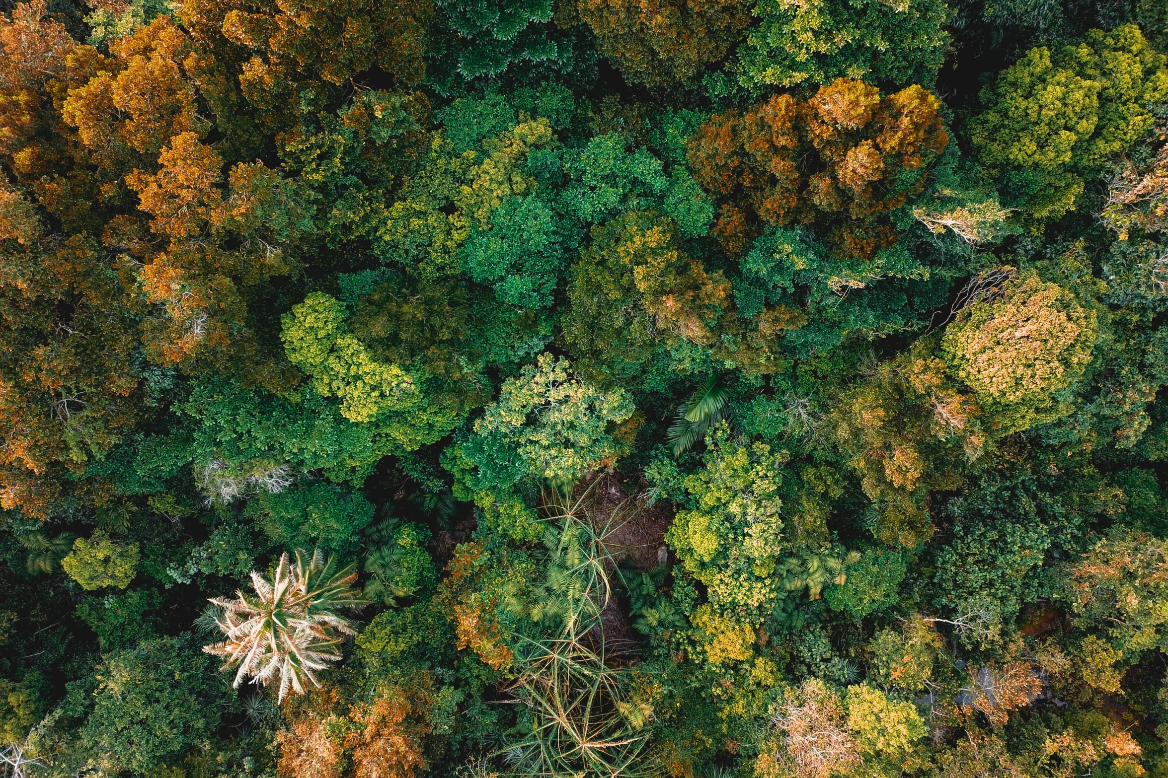 an aerial s of a forest with lots of trees