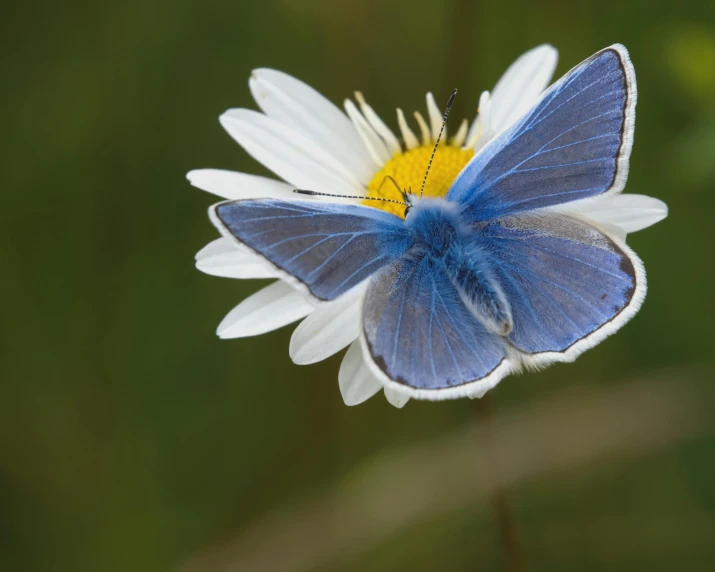 a erfly sitting on top of a flower