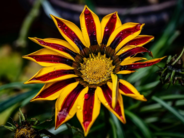 a flower that is sitting on some dirt