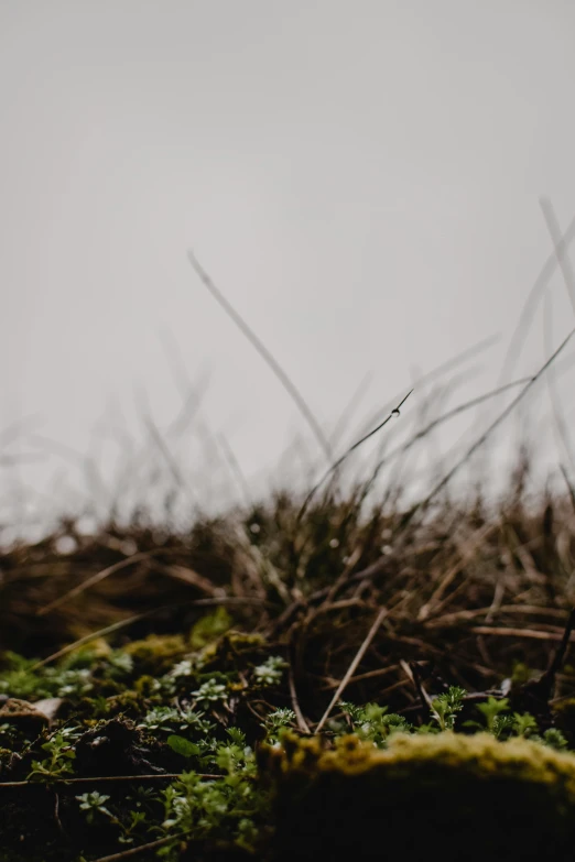 moss on the ground on a cloudy day