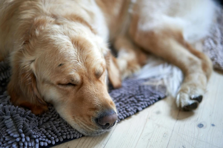 dog is sleeping on a towel in the living room