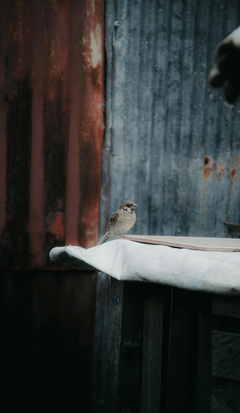 a small bird that is sitting on the edge of a table