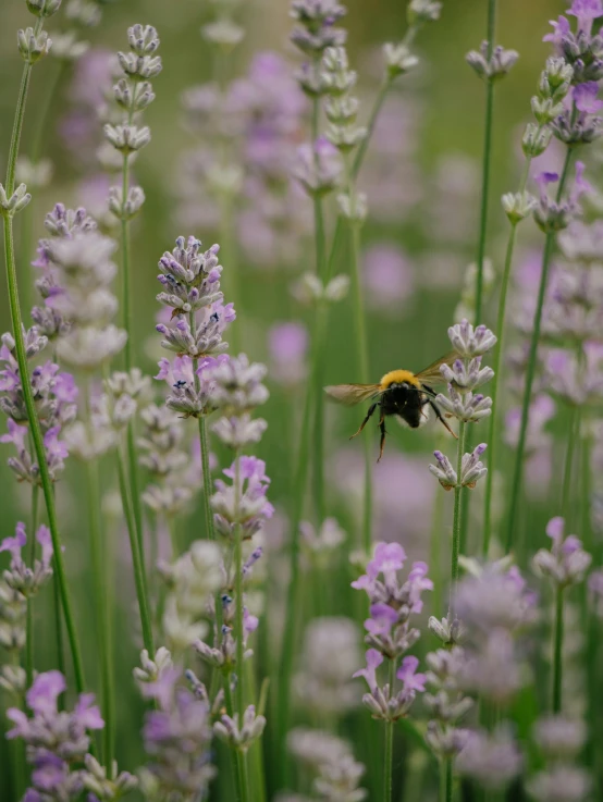 a bee sitting on top of purple flowers