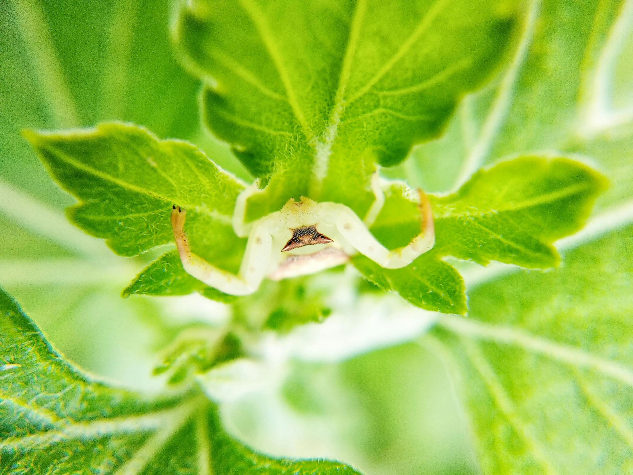 a white flower is shown from above with some green leaves