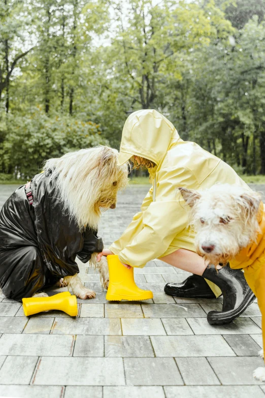 two people petting a white dog with yellow boots on