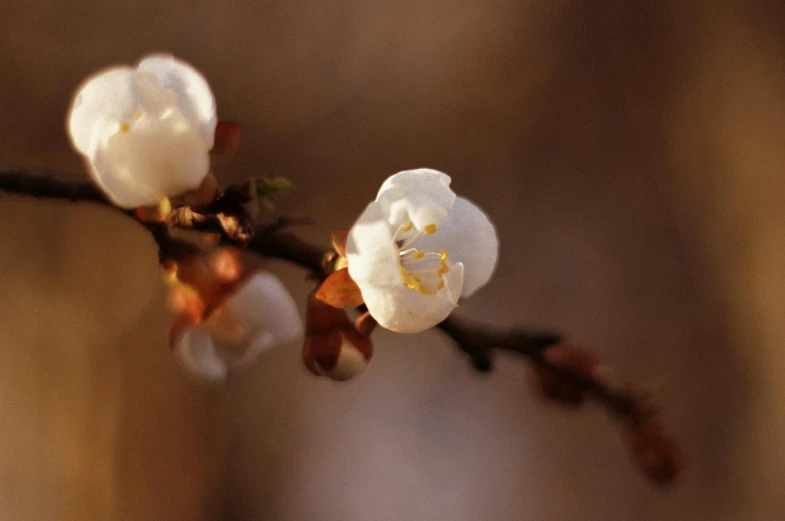 there is a white flower on the stem of a tree