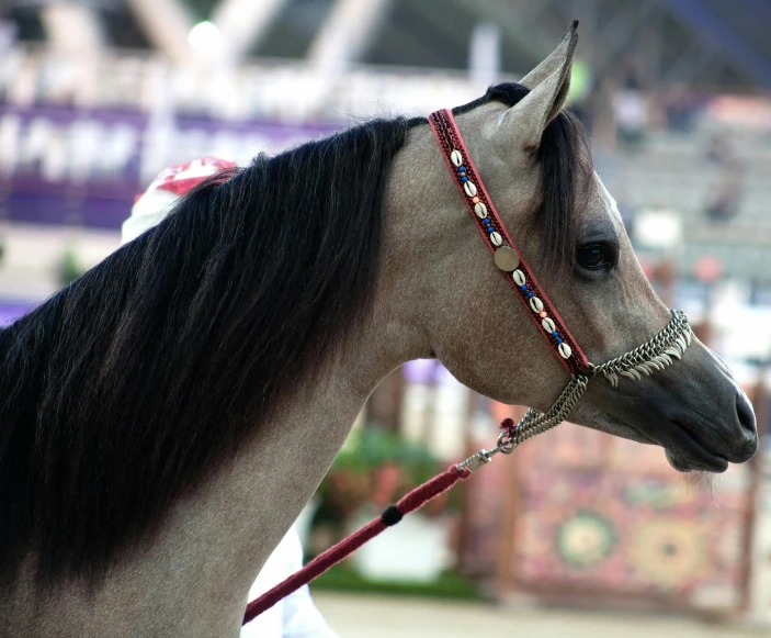 this horse has a large mane and a long tail