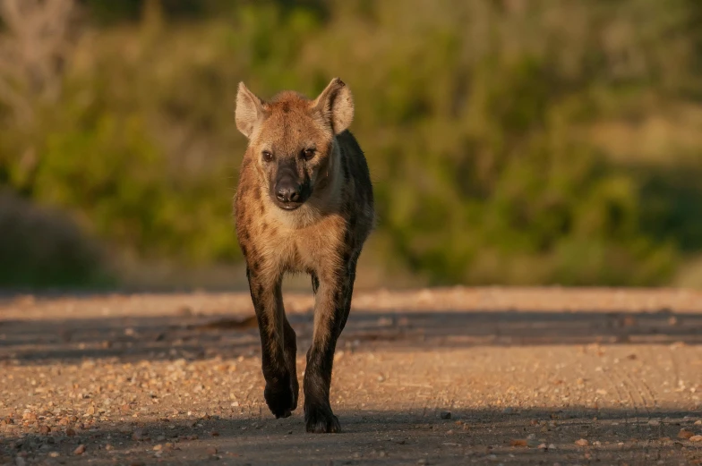 a hyena looks straight ahead as it walks on the dirt