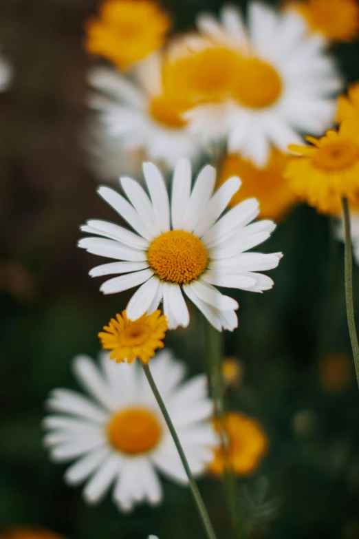 some flowers that are all next to each other