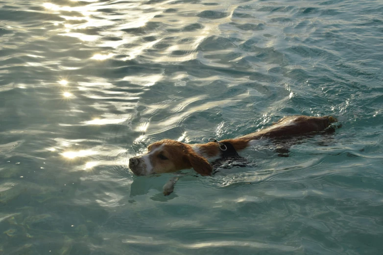 a dog swimming in the water near land