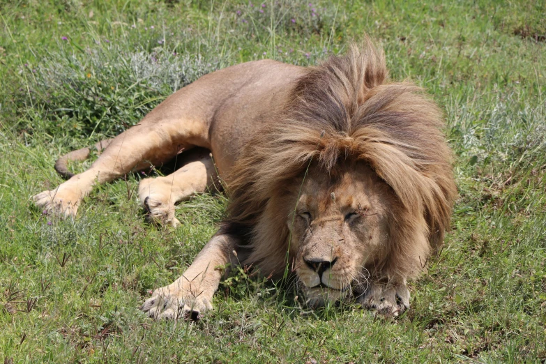 a very hairy lion laying in a field