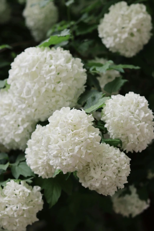 several white flowers in some greenery with leaves