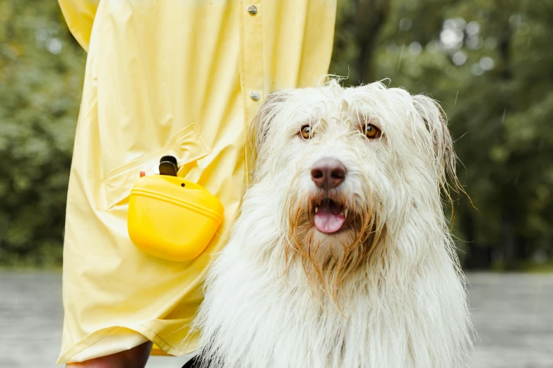 a bearded gy dog has his owner's yellow handbag
