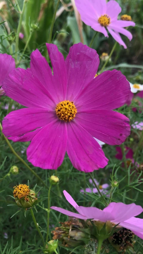 a close up of purple flowers growing in a field