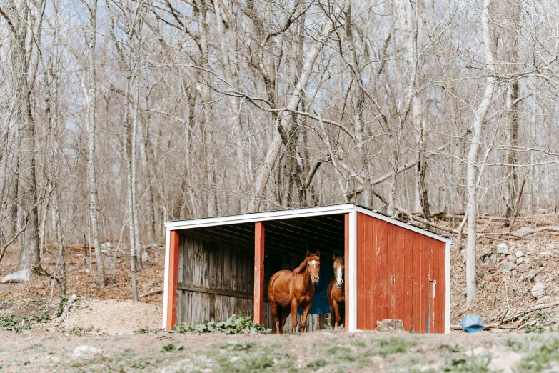 two horses are standing in a small barn