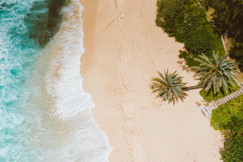 a beach with water and a tree with its tops touching the sand