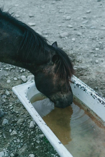 there is a small horse with its nose in a tub