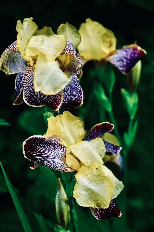 yellow iriss are in full bloom with many petals