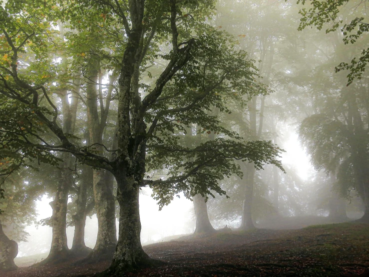 several trees and leaves in the foreground of an image of fog