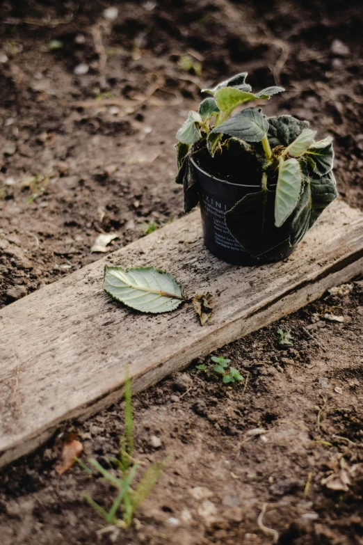 a potted plant with some dirt and plants