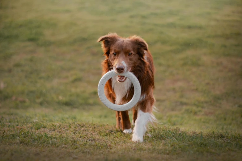 dog holding white tire in grassy field with owner