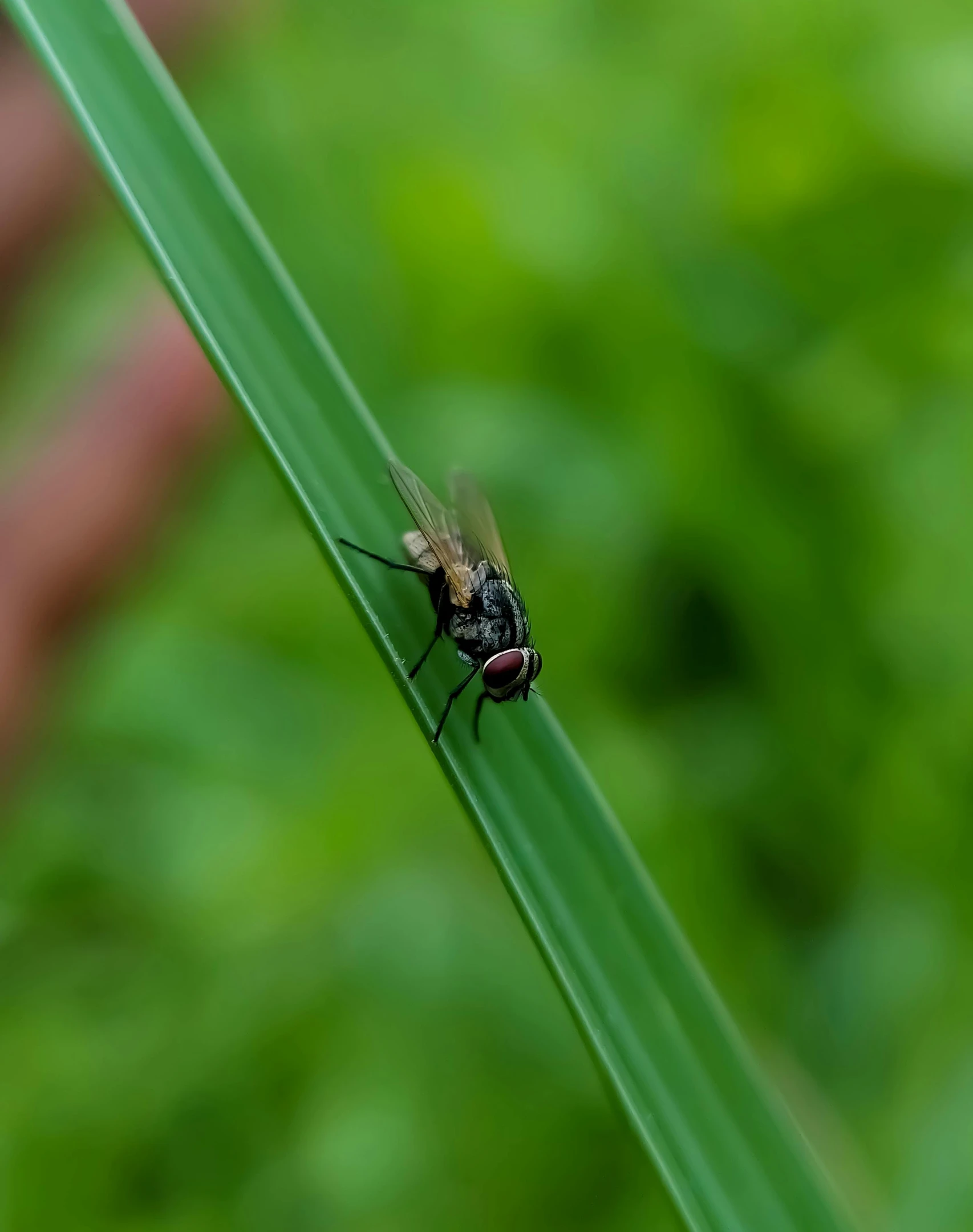 a large flies is on a long green blade