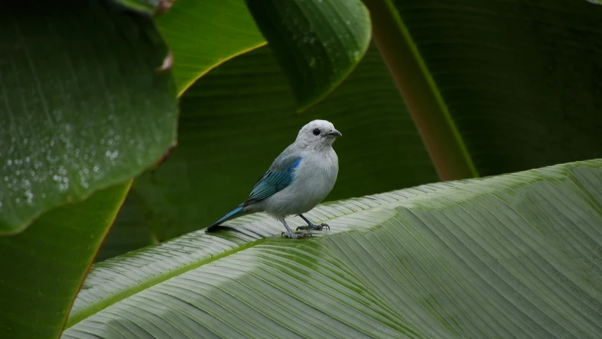 a little bird that is perched on the leaf