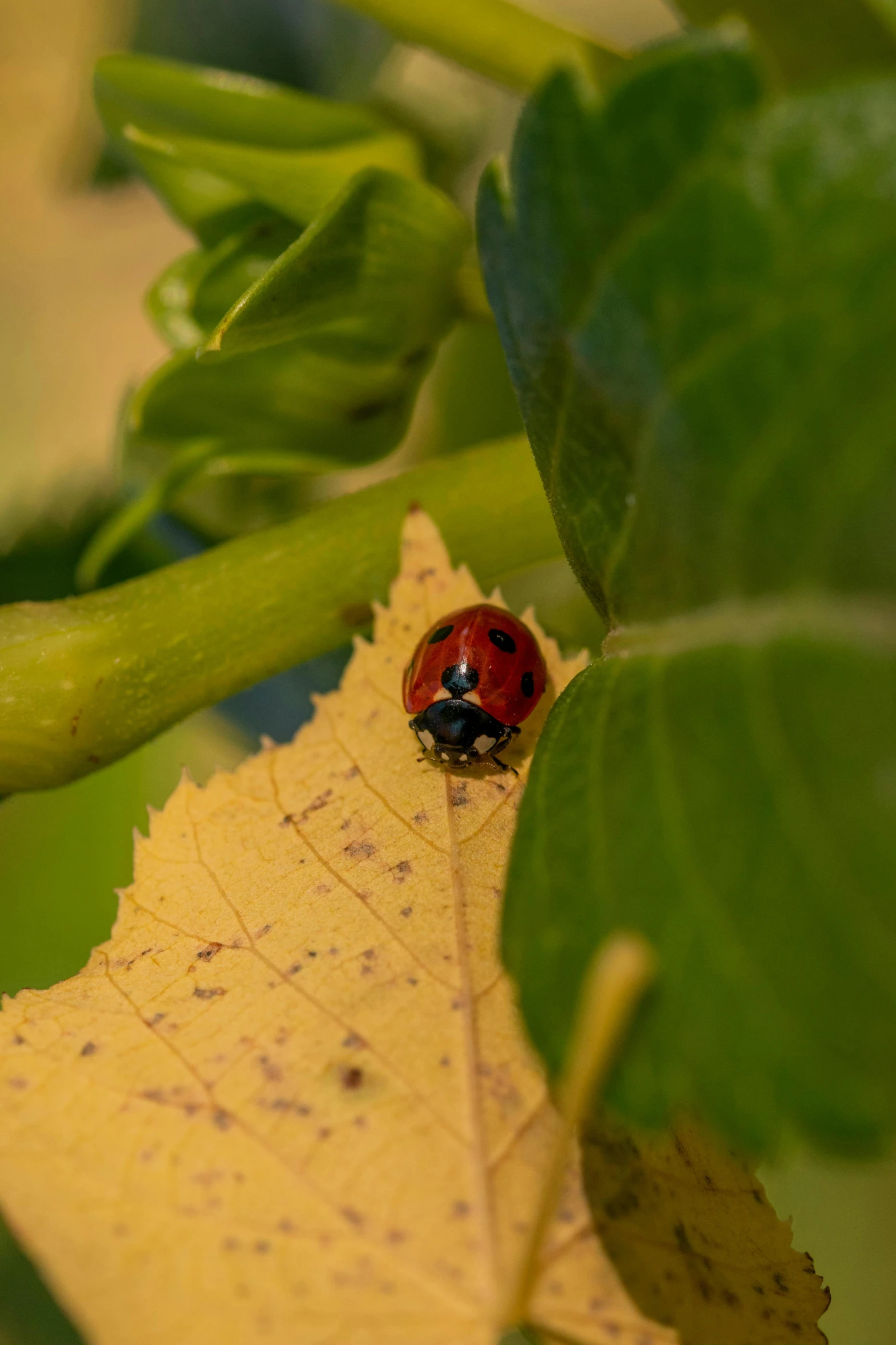 a ladybug is resting on the side of a leaf