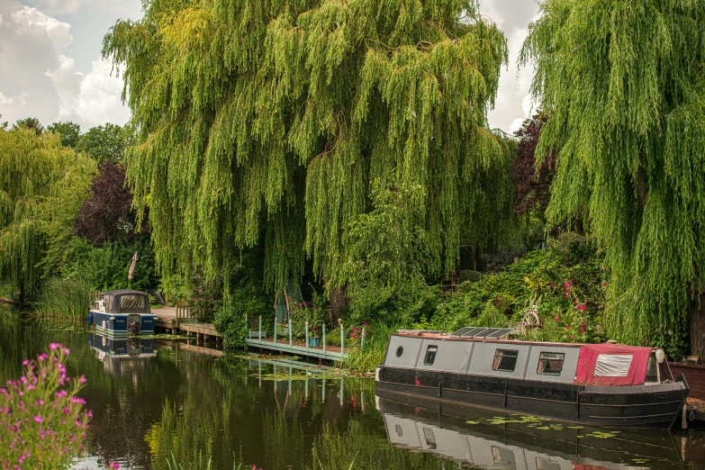 there is a boat on the river that's full of trees