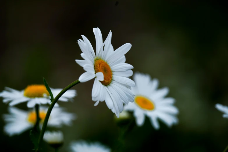 many white flowers with yellow centers in the grass