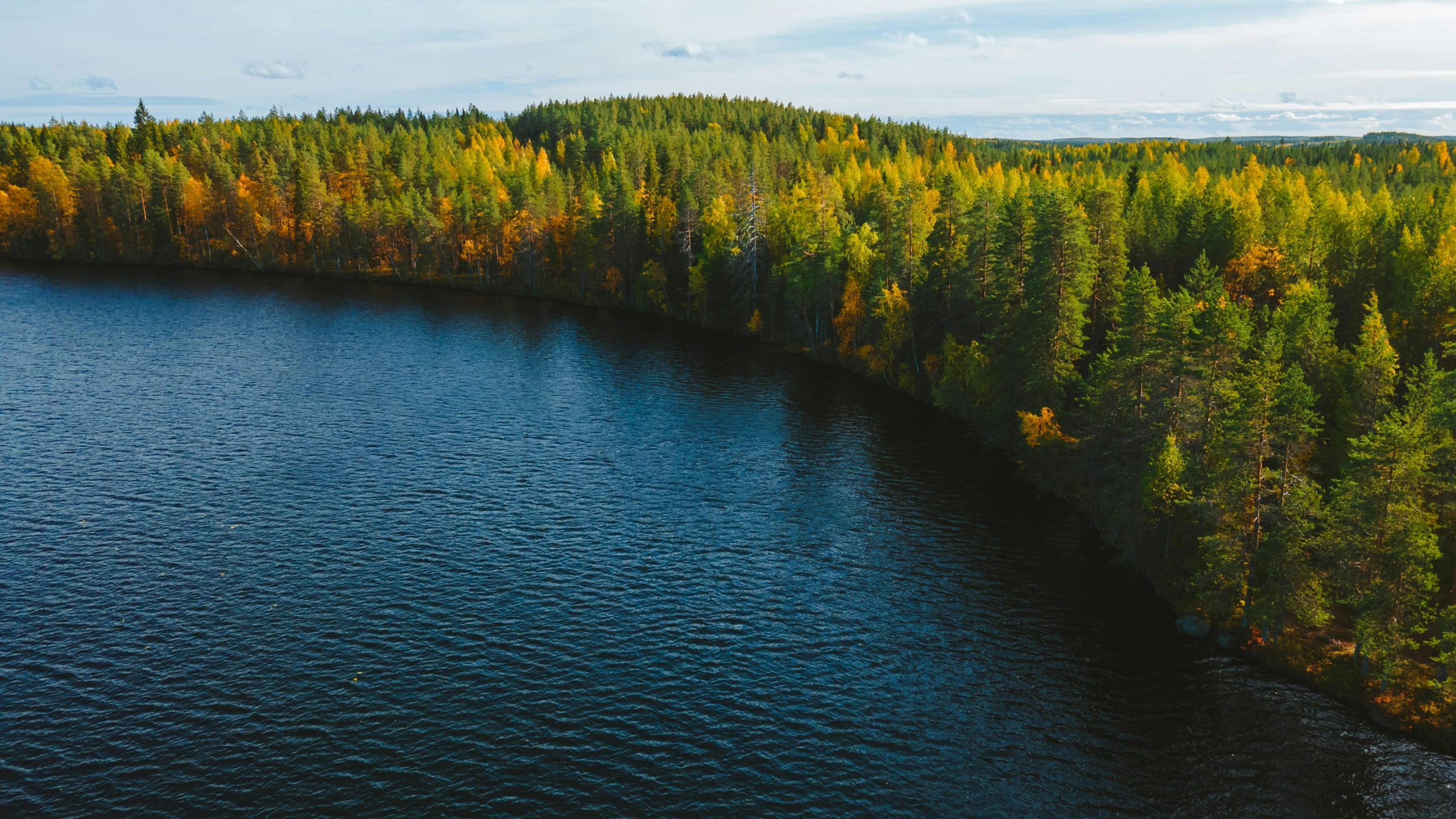 an aerial s of a forest with a river in it