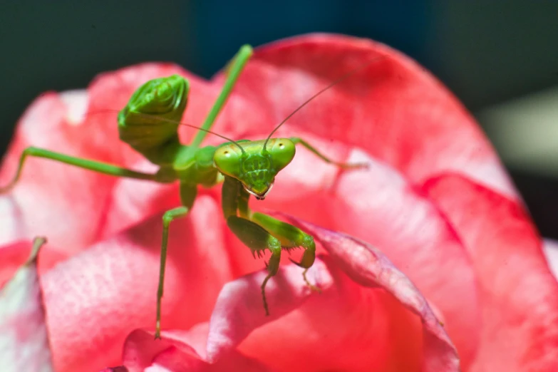 there are two grasshoppers sitting on a pink rose