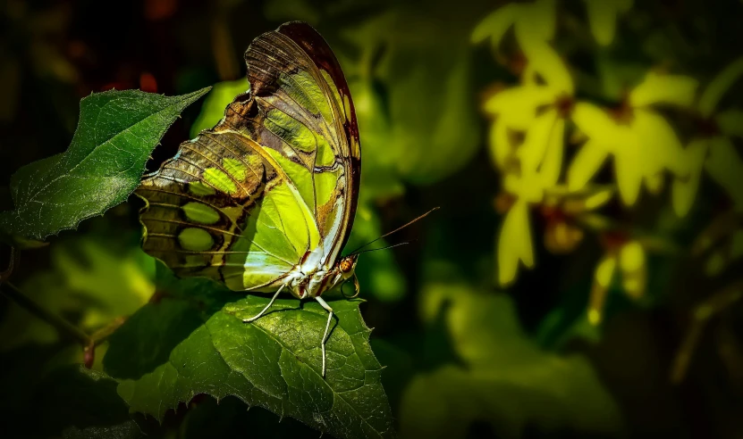 a close up of a erfly on a leaf