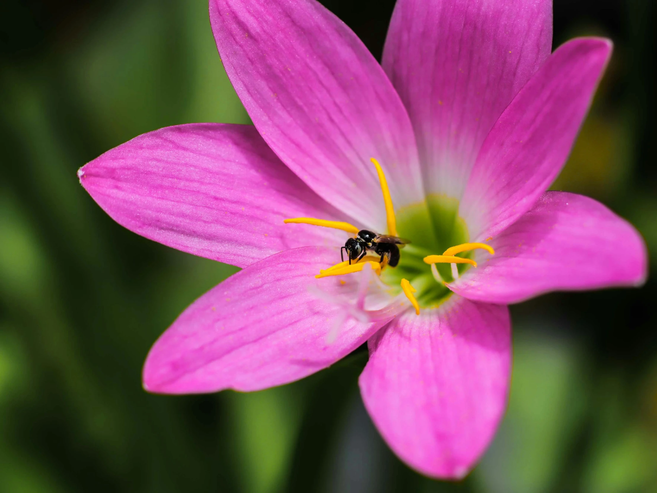 a large purple flower has a bee sitting on the center of it